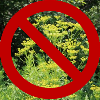 A cluster of wild parsnip flowers with a "not allowed" symbol over the photo.