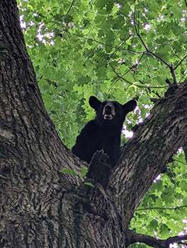 A black bear waits for his pursuers to leave after being treed during a training run in Wexford County. (Photo courtesy of Elijah Keller)