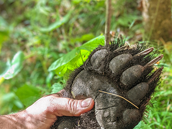 The front paw of a bear that Elijah Keller harvested with help from his hounds.