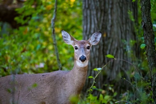 White-tailed doe in green woods