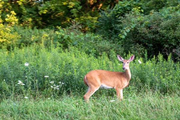 White-tailed doe in green vegetation