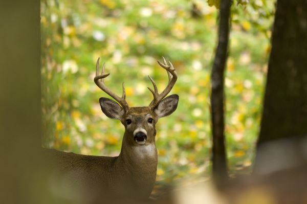 Buck framed by trees