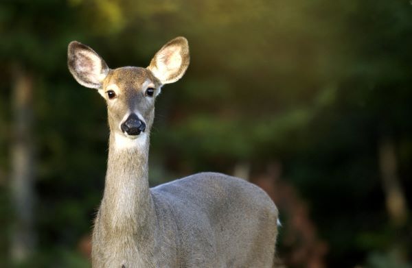 White-tailed doe