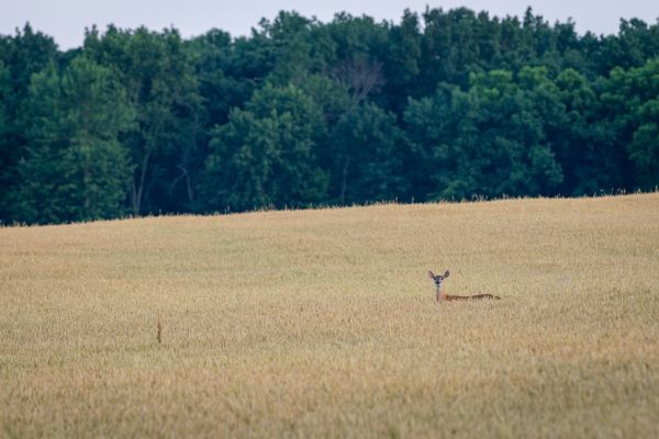 White-tailed deer in field