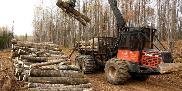 Aspen timber harvest