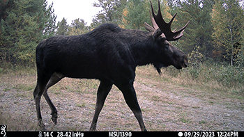 A bull moose is shown on a trail camera image from the core moose range in the western U.P.
