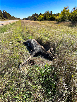 A dead moose is shown lying in a ditch along a U.P. highway after a moose-vehicle crash.