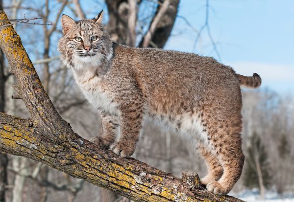 Bobcat stands on tree branch.
