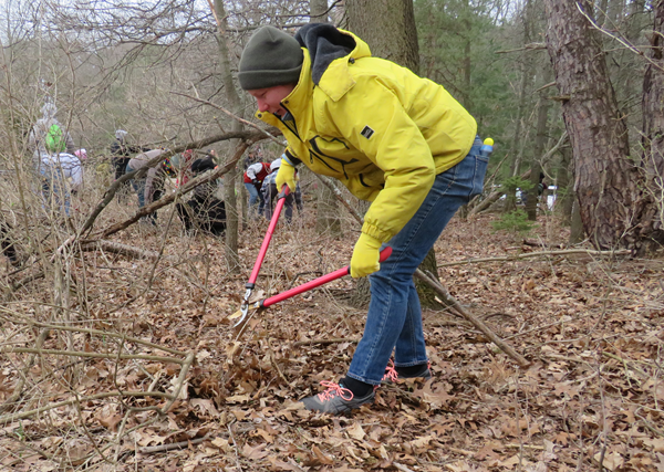 Volunteer bundled up in the winter removing woody invasive species 