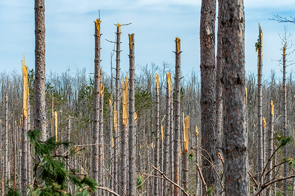 Damage near Gaylord is shown with the tops of red pine trees snapped off.