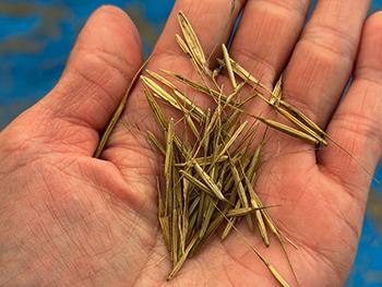 Some grains of manoomin are held in a participant's hand for a close-up view.