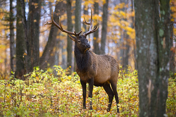 Elk in Northern Lower Michigan