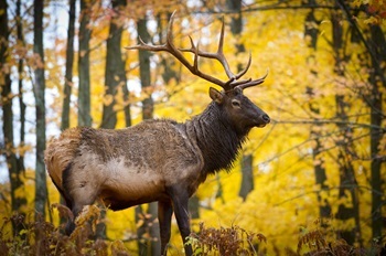 a muddy bull elk stands in the gold-toned autumn forest of Michigan's northern Lower Peninsula
