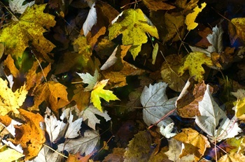 a pile of brown, yellow, tan and orange autumn leaves