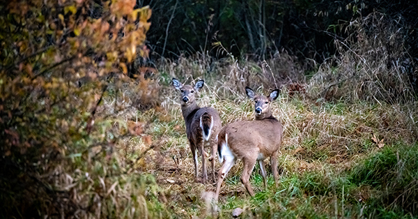 two white-tailed does in fall forest