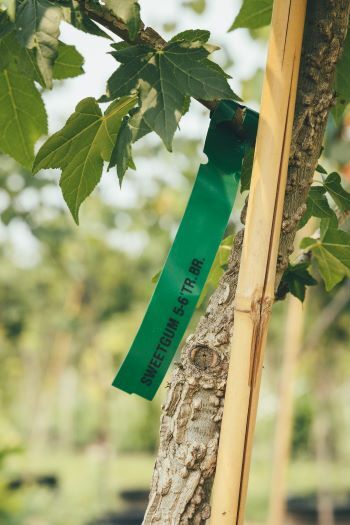 A sweet gum tree in the nursery, waiting to be planted. 