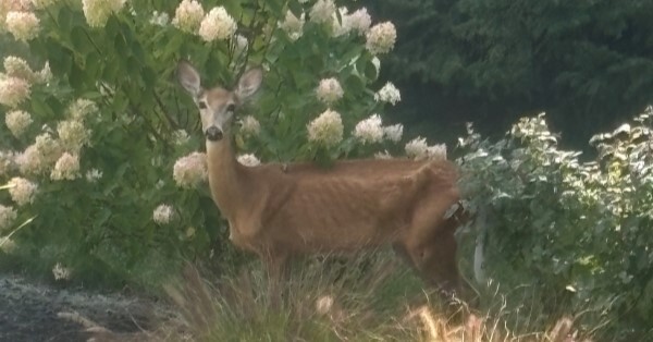 Emaciated CWD deer in Leighton Township