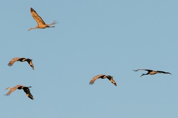 five tan and brown sandhill cranes, with massive wings spread wide, fly high over Babcock's Landing on the Looking Glass River