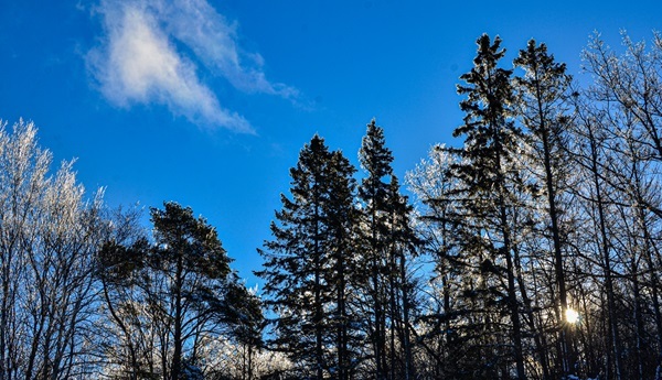 A variety of mature trees, including some conifers and some tall, bare-branched trees, some iced over, against a crisp, blue sky 