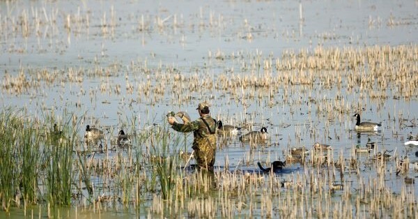 Waterfowl hunter placing goose decoys