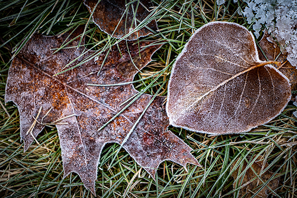 Frost covered leaves are shown on the ground.