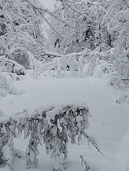 Branches are downed across a snow-packed trail in the western UP.