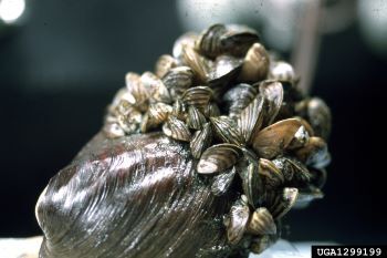 Dozens of zebra mussels are attached to a larger, native mussel around its shell opening.