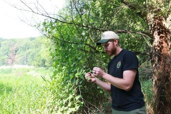 A man in a DNR uniform examines an invasive mile-a-minute weed vine hanging from a tree at the edge of a forest.
