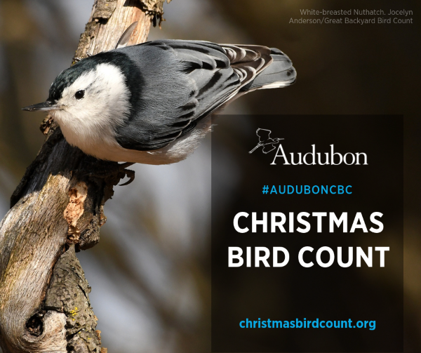 Audubon Christmas Bird Count
