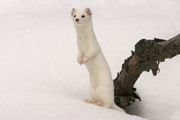 Short-tailed weasel in the snow.