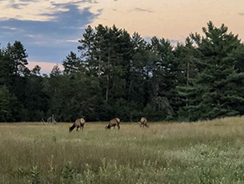 Three elk are shown grazing in a field on the Black River Ranch property. 