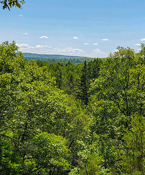 A green summertime view from the top of Bugle Hill is shown.