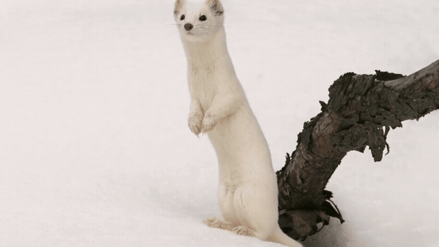 Ermine in the snow