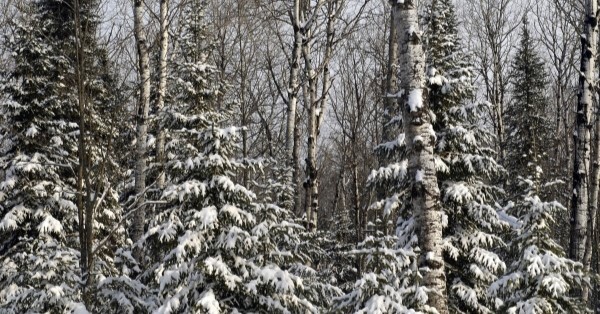 Winter forest with snowy conifers