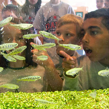 Children looking into a fish tank