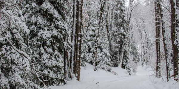Snowy forest