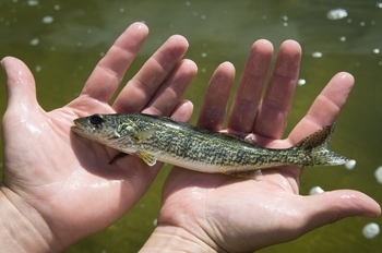 A fall walleye fingerling being stocked in Michigan waters.