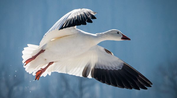 A snow goose in flight.