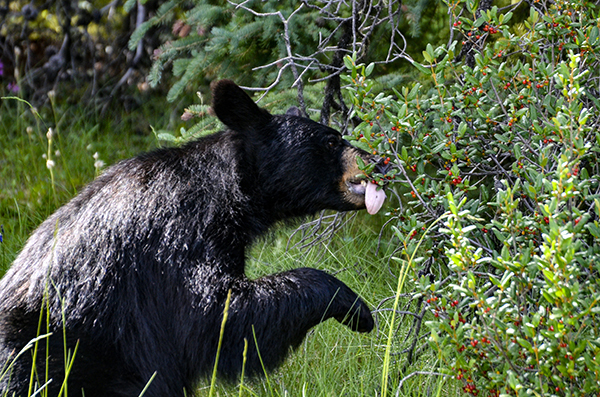 A Michigan black bear is shown munching berries on a summery day.