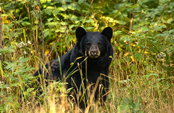 A Michigan black bear is shown in summery scene.