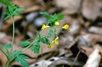 Rich green stems and bright yellow, flared flowers of the yellow fumewort stand out against a background of dried brown leaves
