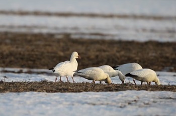 small group of dusky white snow geese exploring a cold winter wetlands area