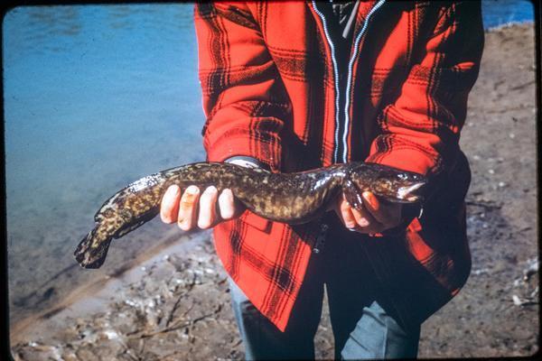 An angler holding a burbot