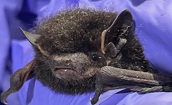 Close-up of silver-haired bat held by gloved hands