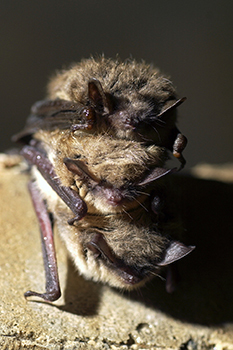 group of bats cuddled together in a cave