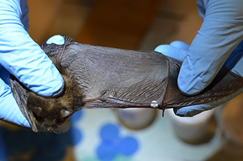 Biologist looks for evidence of white-nose syndrome on wing of little brown bat