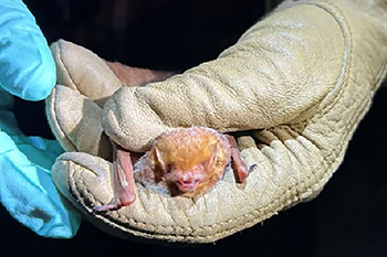 researcher holds red bat in gloved hands