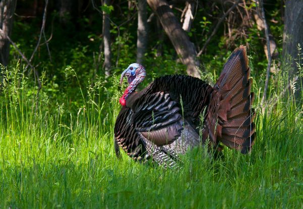Spring turkey struts in field