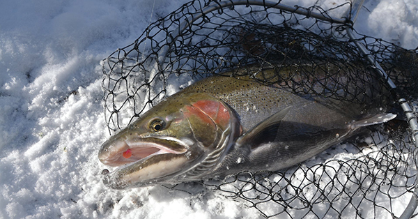 fish in net on frozen lake