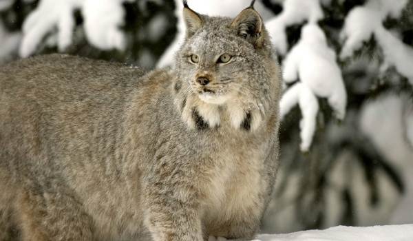 Canada lynx